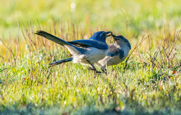 Grass, birds, glade, a couple, mining, Jay, jays, rival