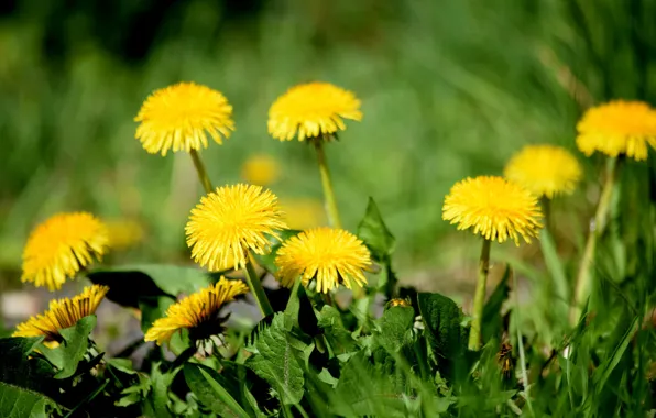 Picture grass, yellow, dandelions