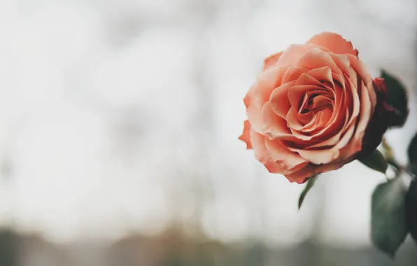 Picture flower, background, rose