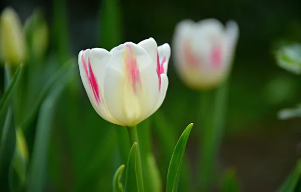 Picture Spring, Tulip, Spring, White tulip