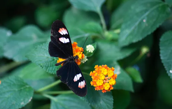 Flower, macro, butterfly, wings, beautiful, closeup