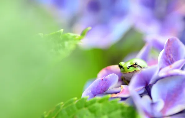 Picture flower, leaves, frog