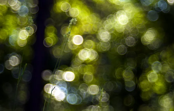 Grass, macro, nature