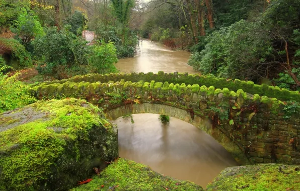 Picture forest, bridge, river, stones, England, moss, Newcastle, England