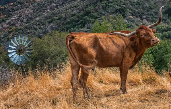 Picture look, trees, mountains, pose, hills, foliage, cows, windmills