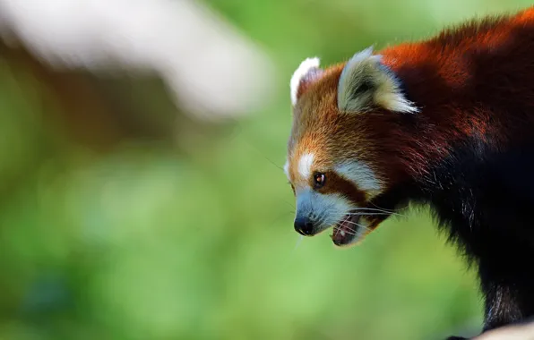 Look, face, light, portrait, profile, red Panda, green background, bokeh