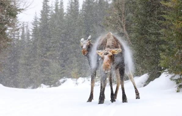 Winter, forest, face, snow, pose, ate, pair, the snow