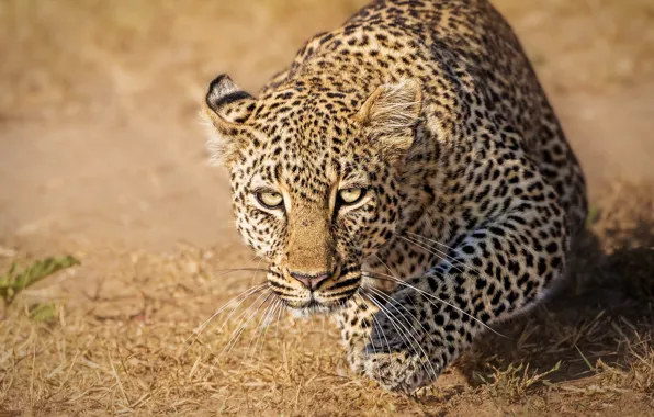 Picture look, leopard, wild cat, Kenya, Kenya, Masai Mara, Masai Mara