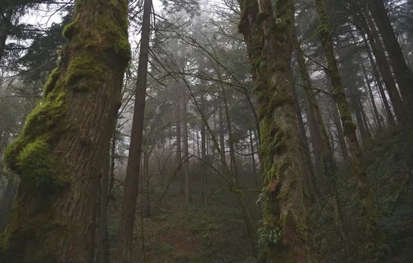 Forest, trees, nature, moss, Oregon, Portland, USA