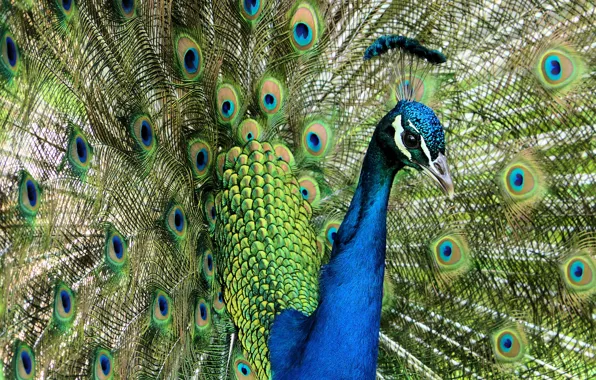 Picture bird, portrait, feathers, fan, tail, peacock, bright plumage, the tail fan