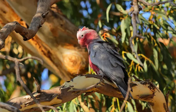 Light, branches, tree, bird, foliage, parrot, cockatoo