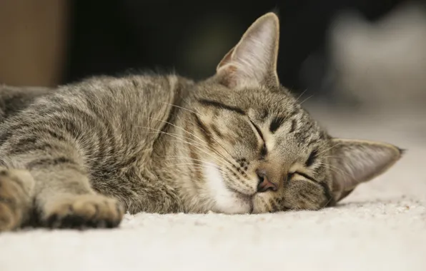 Cat, stay, sleep