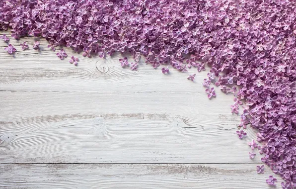 Flowers, background, Board, lilac, decor