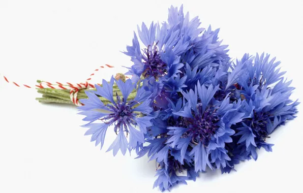 Picture flower, blue, blue, bouquet, white background, cornflower, cornflowers, bluet