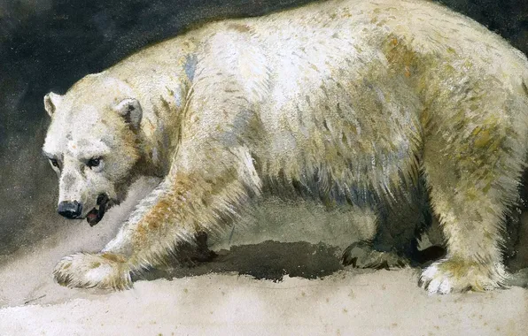 Picture, Bear, Polar bear, Archibald Thorburn, Archibald Thorburn,, Scottish painter