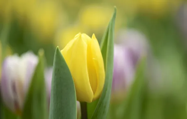 Flowers, nature, tulips