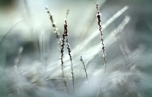 Picture cold, frost, grass, focus, dry
