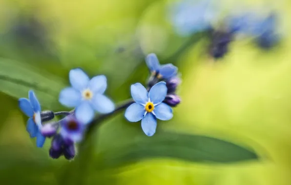 Picture greens, leaves, macro, flowers, color, bouquet, spring, blue