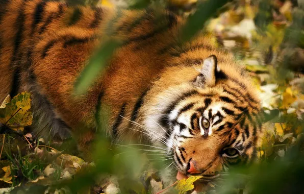 Summer, nature, tiger