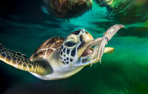 Sea, turtle, sea, squid, mining, meal