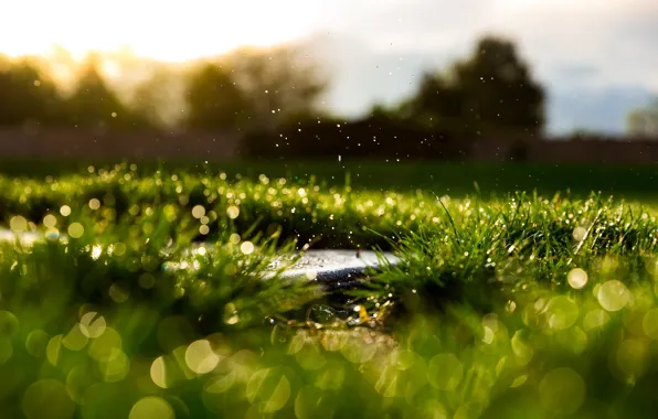 Picture Light, Grass, Green, Sun, Morning, Drops