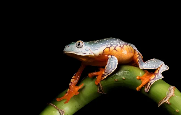 Picture look, macro, pose, green, frog, stem, black background, spotted