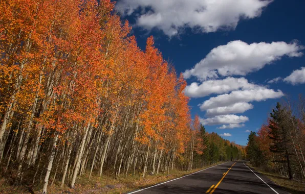 Road, autumn, the sky, clouds, trees