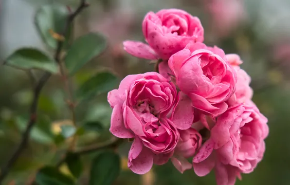 Macro, branches, roses, pink, bokeh