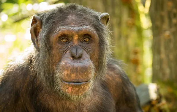 Nature, monkey, Chimpanzees