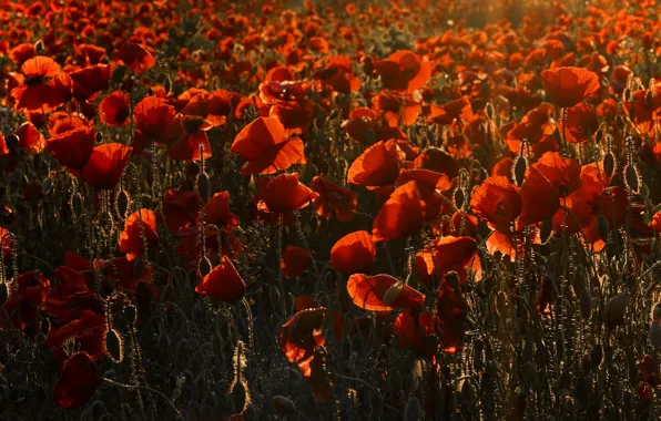 Flowers, Maki, red, a lot, poppy field