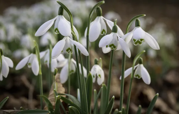 Picture macro, flowers, spring, stem, snowdrops, white, bokeh