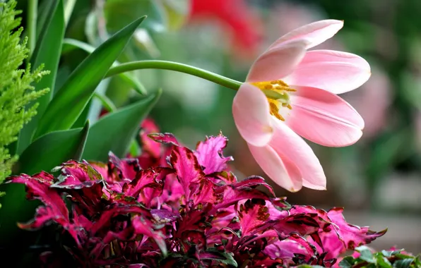 Tulip, petals, bow