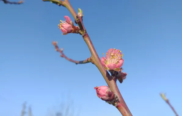 The sky, macro, peach, blooms, April, spring 2018, meduzanol ©