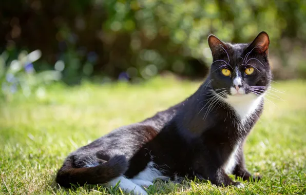Picture greens, cat, summer, grass, cat, look, face, nature