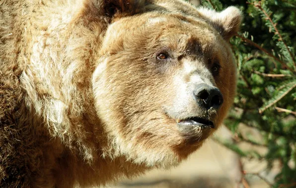 Portrait, bear, the Bruins