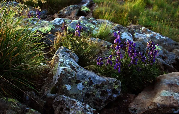 Flowers, stones, Wallpaper