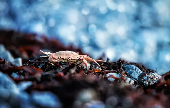 Picture beach, algae, crab, bokeh