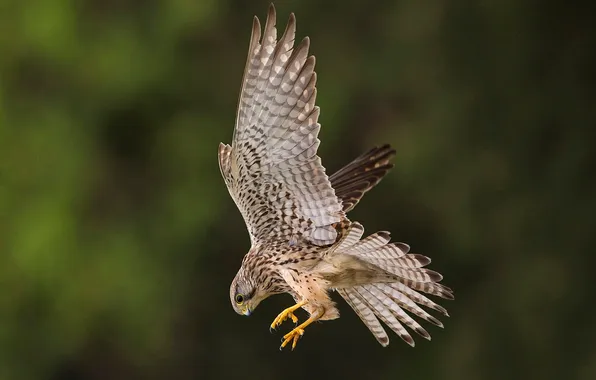 Bird, wings, beak, Kestrel