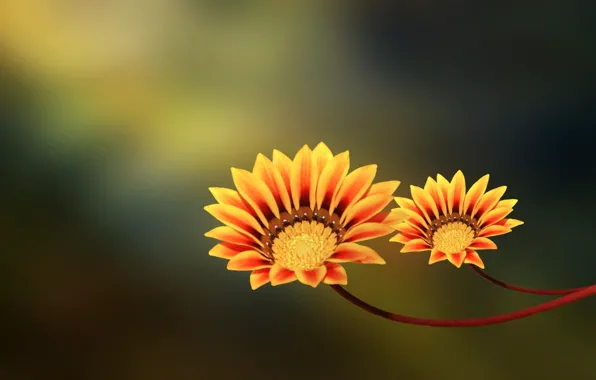 Flowers, pair, yellow, orange, two flowers
