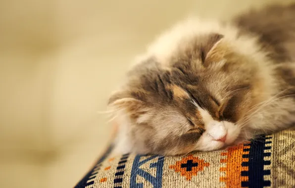 Cat, background, sleep, muzzle, sleeping, fluffy