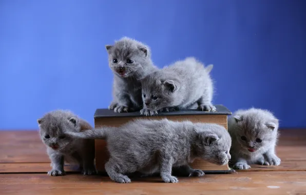 Cats, kitty, kittens, book, kitty, kids, company, grey