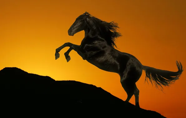 HORSE, TAIL, MANE, SUNSET, SILHOUETTE, SLIDE, HILL