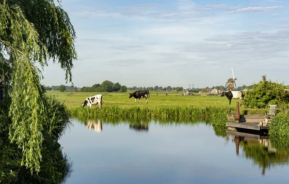 Greens, field, summer, lake, reflection, tree, shore, cows