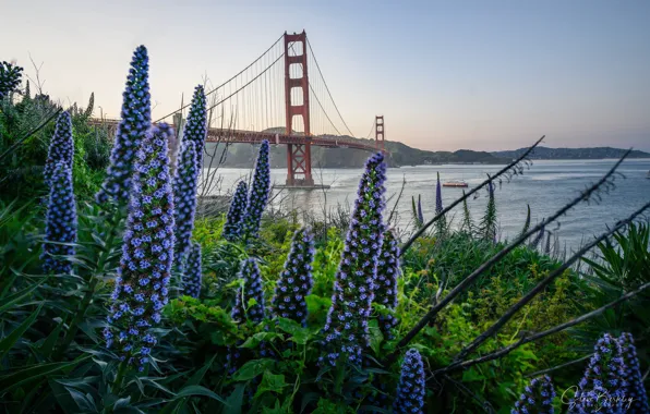 Flowers, bridge, channel, San Francisco, Golden Gate Bridge, San Francisco