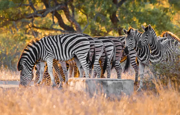 Grass, light, trees, Zebra, muzzle, the herd, bokeh, Zebra