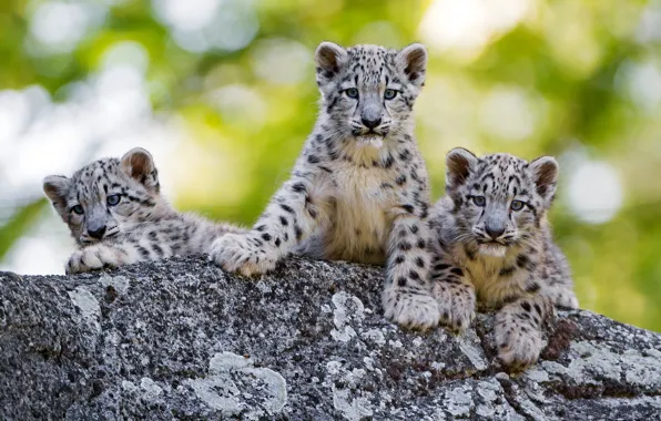 Picture greens, cat, summer, face, stones, background, baby, snow leopard
