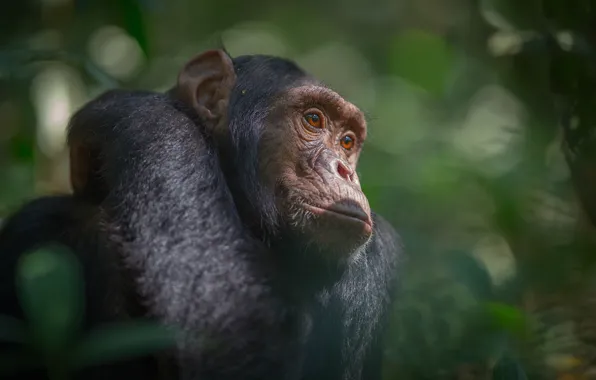 Jungle, monkey, Africa, chimpanzees, southern Uganda, Kibale national Park