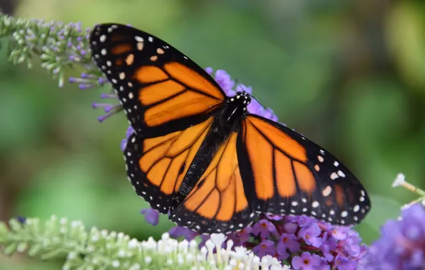 Flowers, macro, butterfly, wings, beautiful, closeup
