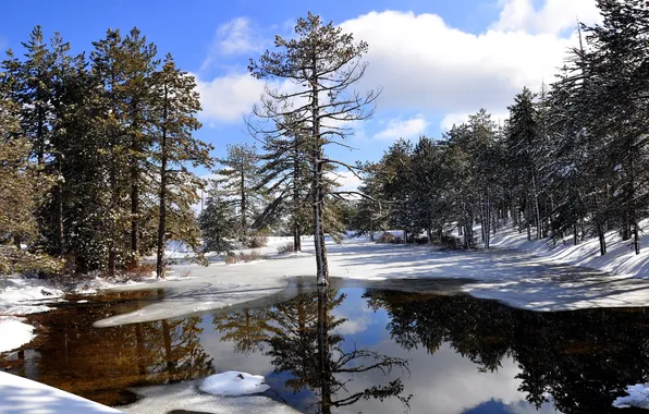 Winter, water, the sun, snow, trees, reflection, Cyprus, Troodos