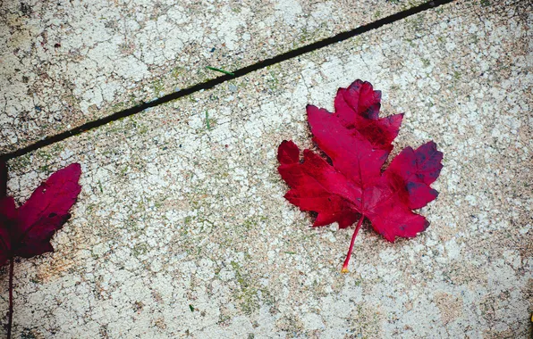 Red, leaf, maple